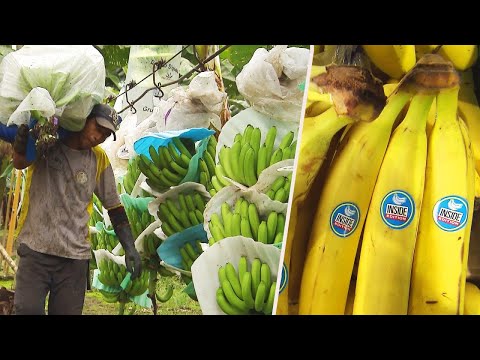 How Discontinue Bananas Grow and Discontinue Up within the Store?