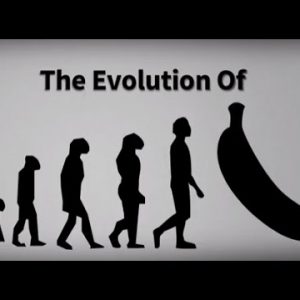 Evolution of the Banana | From a Fruit With Seeds to the Cavendish banana