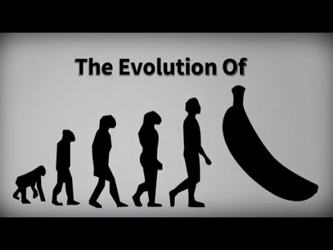 Evolution of the Banana | From a Fruit With Seeds to the Cavendish banana