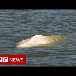 Misplaced beluga whale caught in France river given ‘food regimen cocktail’ – BBC Data