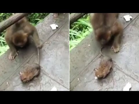 Monkeys Play With Mouse After Rodent Tries to Take hold of Their Meals