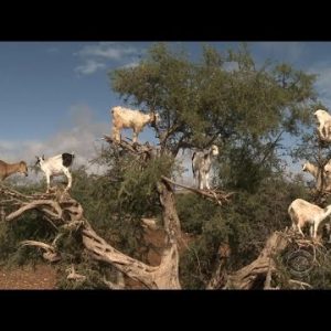 Tree-hiking goats in Morocco’s argan forest