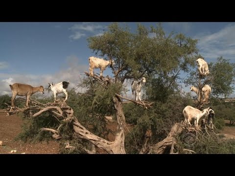 Tree-hiking goats in Morocco’s argan forest