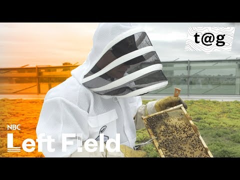 Bees Ship Buzz as Urban Hives Grow in Detroit | NBC Left Field