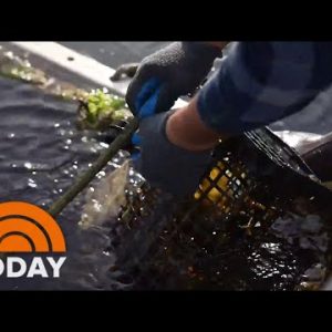 How aquafarms combat native weather switch while elevating seafood