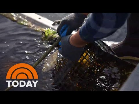 How aquafarms combat native weather switch while elevating seafood