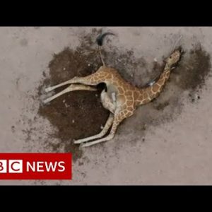 The drought ravaging East African wildlife  – BBC Recordsdata