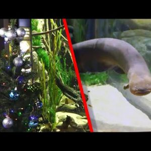 Electric Eel’s Shocks Light Up Aquarium’s Christmas Tree