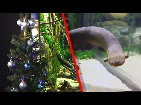 Electric Eel’s Shocks Light Up Aquarium’s Christmas Tree